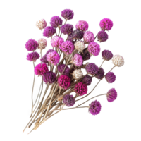 Dried globe amaranth flowers in vibrant pink and purple hues create stunning bouquet, perfect for adding touch of color and elegance to any decor png