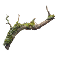 Dry branch with moss patches growing along its length, showcasing nature beauty and resilience. This unique piece adds touch of rustic charm to any setting png