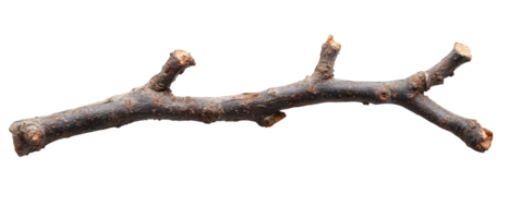 dry branch with textured bark and irregular shapes, perfect for natural decor or crafting. Its unique features add character to any arrangement png