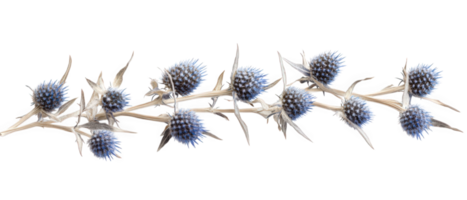 Dried sea holly with spiky blue flowers creates unique and striking visual. This plant adds texture and interest to floral arrangements or natural decor png
