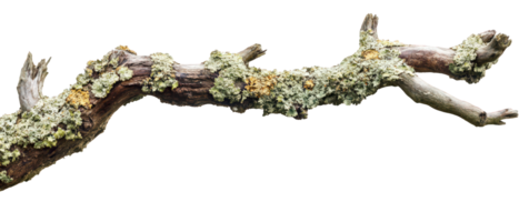 Dry tree branch with lichen growth, showcasing natural textures and colors. This unique piece of wood adds organic touch to any setting, perfect for nature lovers png