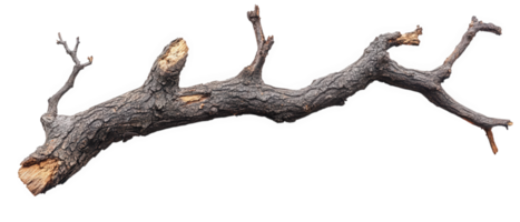 broken dry tree limb with rough splintered edges, showcasing its natural texture and form. This rustic piece of wood can be used for various decorative or crafting purposes png