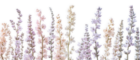 Dried larkspur stems with tall slender profiles in soft pastel colors create delicate floral arrangement. Perfect for adding touch of elegance to any decor png