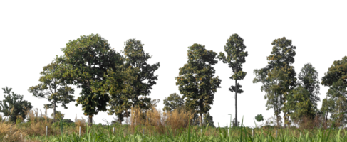 Trees isolated on transparent background. are Forest and foliage in summer for both printing and web pages with cut path and alpha channel. png