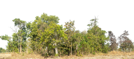 Green Trees isolated on transparent background. are Forest and foliage in summer for both printing and web pages. png
