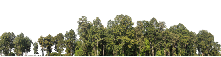 Forest Trees isolated on transparent background. are Forest and foliage in summer for both printing and web pages with cut path and alpha channel png