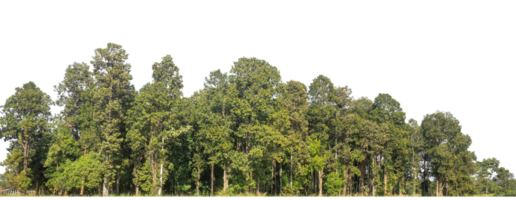 Green Trees isolated on transparent background. are Forest and foliage in summer for both printing and web pages png
