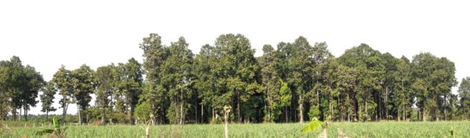 Green Trees isolated on transparent background. are Forest and foliage in summer for both printing and web pages with cut path and alpha channel png