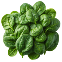 Fresh spinach leaves arranged in vibrant green pile, showcasing their rich color and texture, perfect for healthy meals and salads png