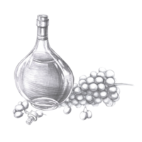 Bottle of cognac and a large bunch of grapes in pencil. Isolated illustration on the theme of alcoholic drinks for menu design, cookbook, gastronomic magazines and festivals. png