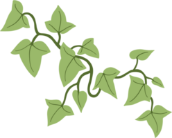A green vine with leaves on it png