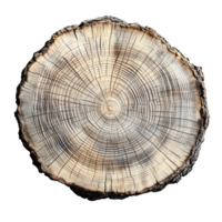 Tree Trunk Cross Section Showing Growth Rings Isolated png
