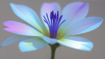 Pastel blue flower with purple center, close-up. photo