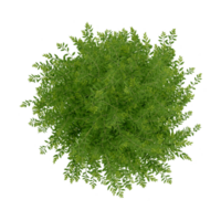 tree top 3d render view plant landscape architecture nature garden aerial render. png