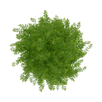 tree top render view plant landscape architecture nature garden aerial render. png
