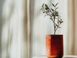 A small potted plant stands on a table, illuminated by soft natural light from nearby curtains. photo