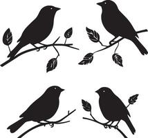 Set of Sparrow birds on a branch vector