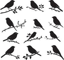 Sparrow birds on tree branch vector