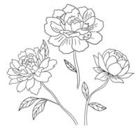Hand drawn peony flower, sketch illustration isolated on white background. vector
