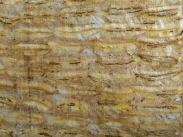 Detailed close-up of banana bark texture, showcasing unique patterns and warm earthy colors. Ideal for backgrounds, design elements, or eco-themed projects. photo