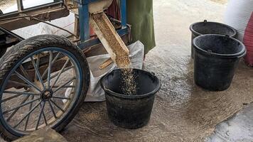 Rice is being funneled into a white sack from a traditional milling cart. This image showcases rural agricultural practices, highlighting the blend of manual labor and simple machinery. photo