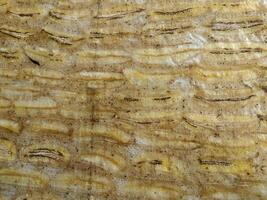 Close-up texture of banana bark showing natural patterns and earthy tones. Perfect for backgrounds, design elements, or nature-themed projects. photo