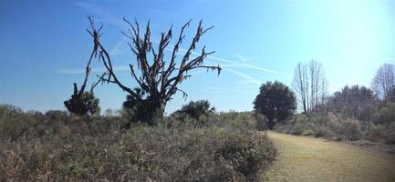 A dead tree in the middle of a field photo