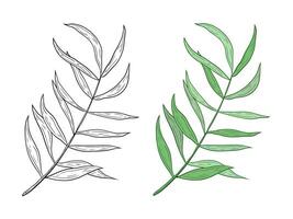 tropical twig with leaves. Hand drawn graphics, twig line and color. Illustration for design and decoration. Twig, trinity, palm leaves, rest. vector