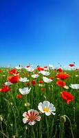A field of red and white flowers with a blue sky in the background photo