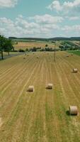 mown field with bales of straw. drone view of a large mown field where the collected straw in bales, rolls is dried. sunny day. rural scene video