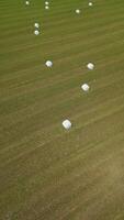 mown green field with bales of straw. Drone view of a large mown field where the straw is collected into bales and packed for transportation in film. White marshmallows on the field. rural scene video