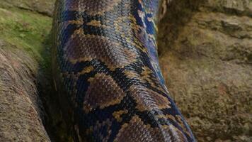 Body squamous of reticulated python snake crawling in a terrarium video