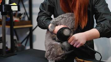 Groomer Drying a Gray Cat with Care During Grooming Session video