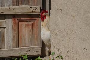 A rooster peeks out of the door, a curious bird. High quality photo