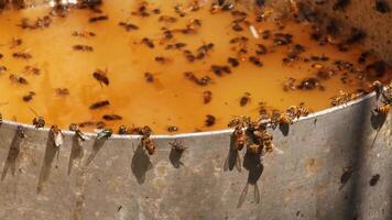 Bees and Flies Swarming Around Fermentation Residue in a Bucket video