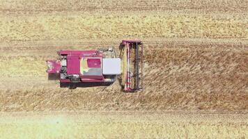 red harvester Operating in agricultural field, directly above Aerial view video