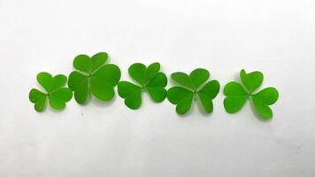 A close-up shot of several clover leaves, with one prominent three-leaf clover photo