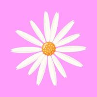 Chamomile flower. Spring design element for postcard or advertisement. Botanical illustration on isolated background. vector