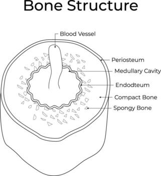 Bone Structure Science Design Illustration vector