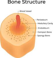 Bone Structure Science Design Illustration Diagram vector