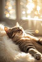 Relaxing tabby cat basking in warm sunlight by a window with twinkling lights during a cozy afternoon photo
