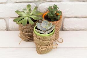 Three decorative potted succulents wrapped in burlap on a wooden surface against a white brick wall photo