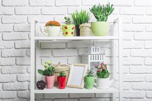 Colorful collection of indoor plants displayed on white shelf against a brick wall photo