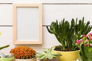 Bright indoor garden with succulent plants and empty frame on white wooden backdrop in cozy setting photo