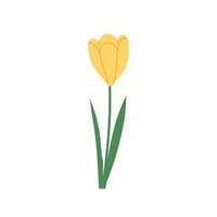 Yellow crocus with leaves isolated on white background. Hand drawn botanical illustration. vector