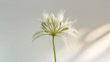 Delicate white flower with intricate petals illuminated by soft light in a serene setting during morning hours photo