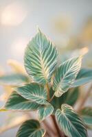 Close-up view of vibrant green leaves with striking patterns during soft sunlight in a calming indoor setting photo