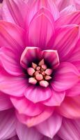 A close up of a pink flower with a center photo