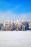 A field of snow covered trees in the middle of a field photo
