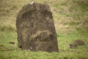 A moai statue in the grass with a bird sitting on it photo